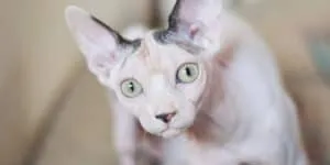 Sphynx cat looking up at camera