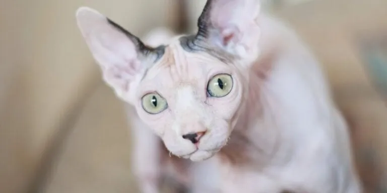 Sphynx cat looking up at camera