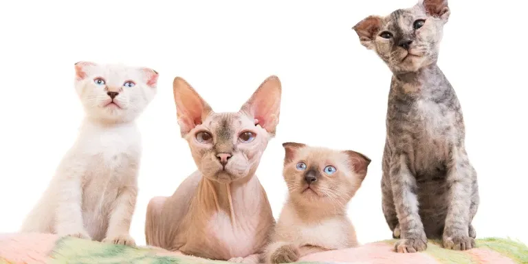 Sphynx cats