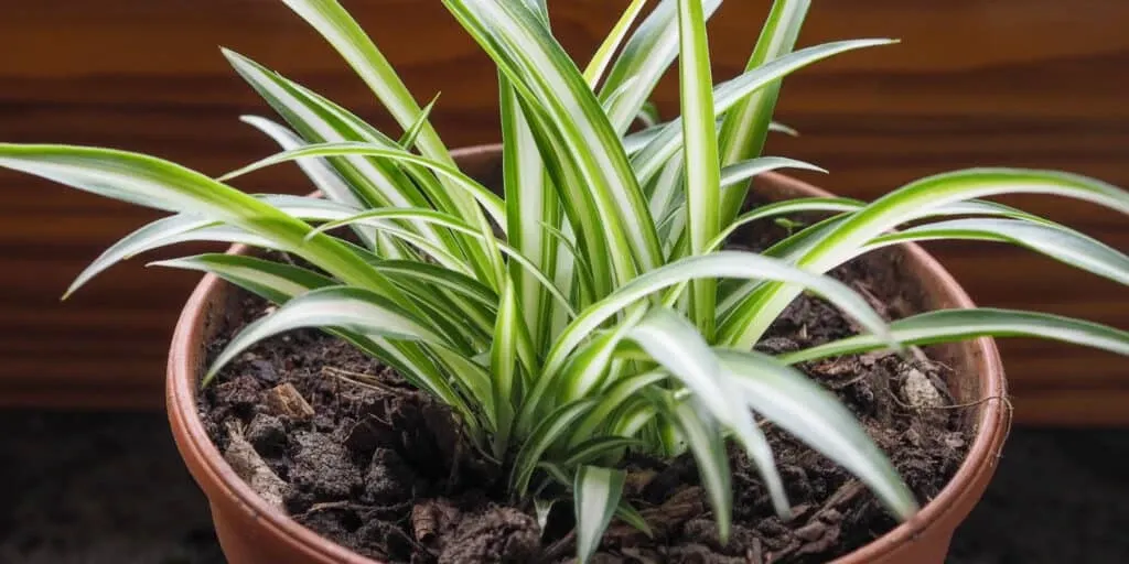 Spider Plant