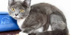adorable black and white kitten