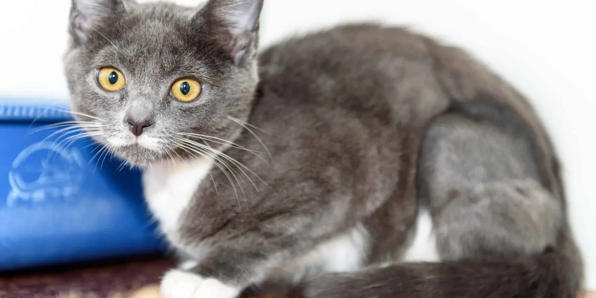 adorable black and white kitten