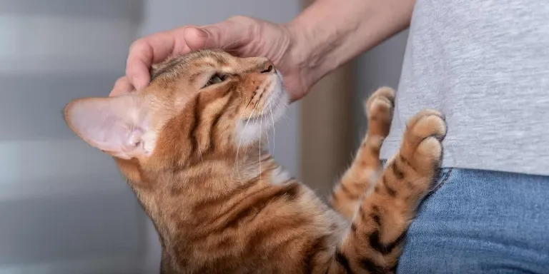 bengal cat Affectionate