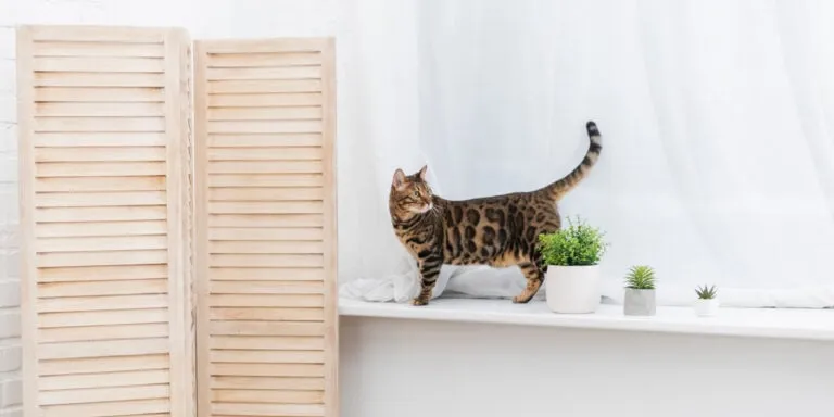 bengal cat indoors