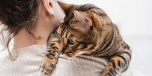 bengal cat opn womans shoulder