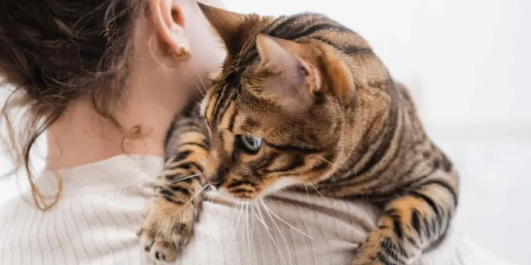 bengal cat opn womans shoulder