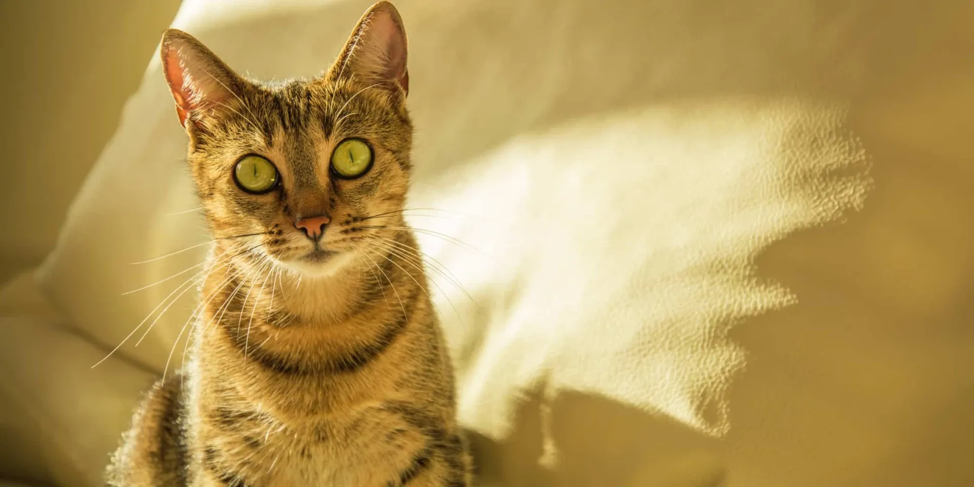 bengal cat sat on yellow sofa