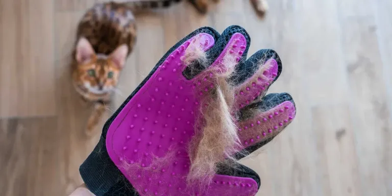 bengal cat shedding fur
