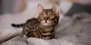 bengal kitten