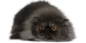 black Persian cat