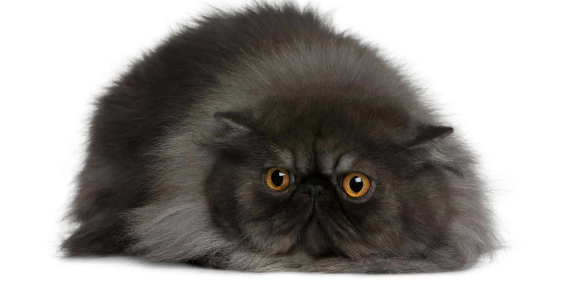 black Persian cat
