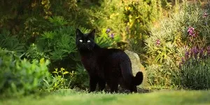 black cat in garden