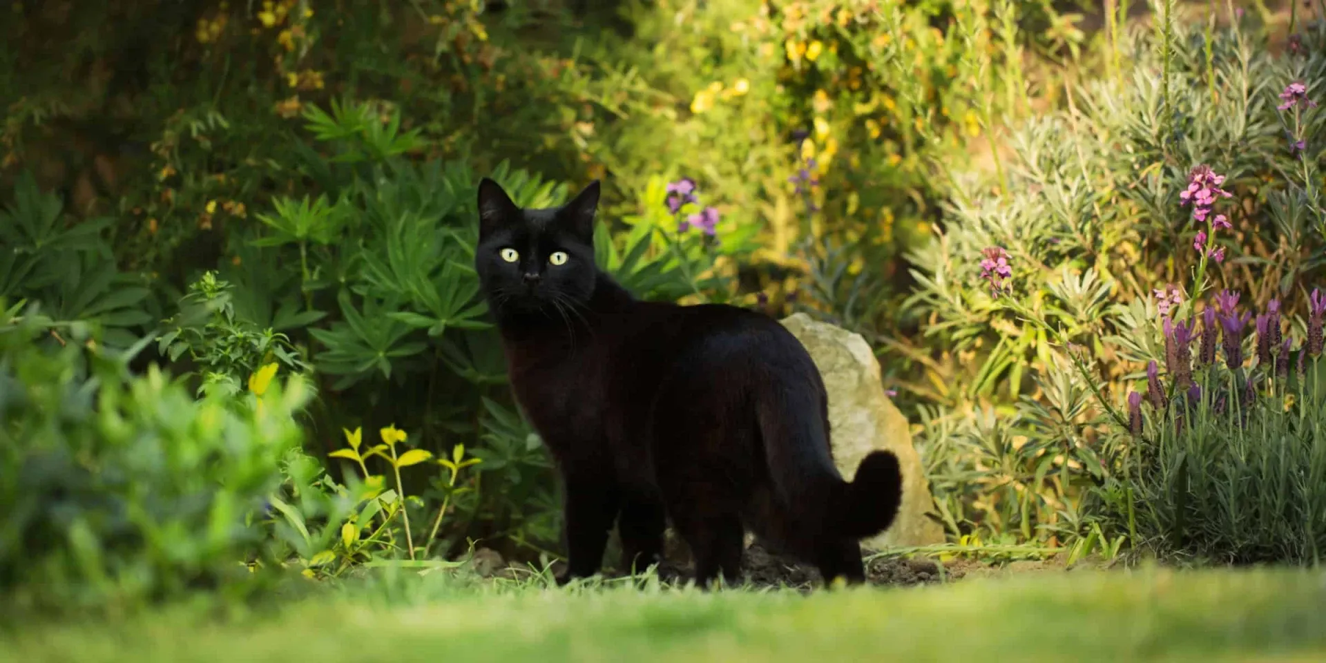 black cat in garden