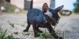 black sphynx cat outdoors
