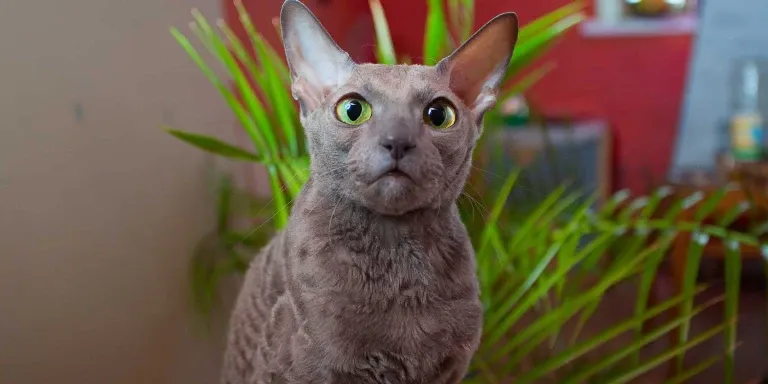 black sphynx cat with green eyes