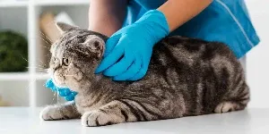 can with vet for checkup