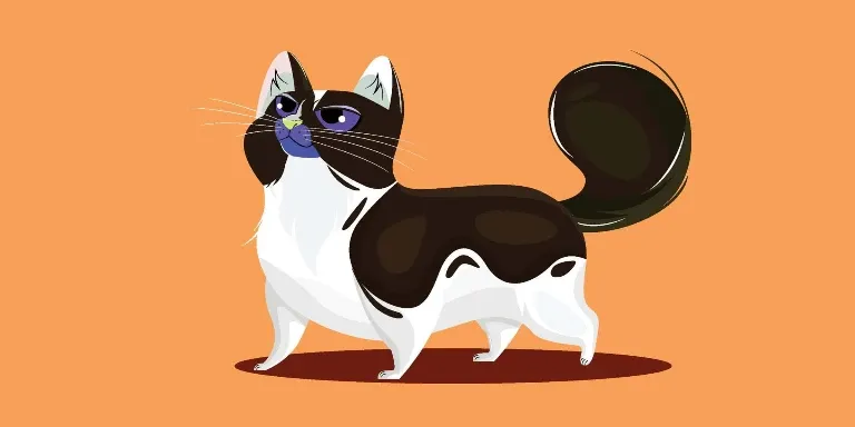 cartoon cat