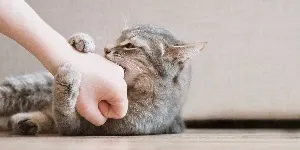 A cat is petting a person's hand on the floor.
