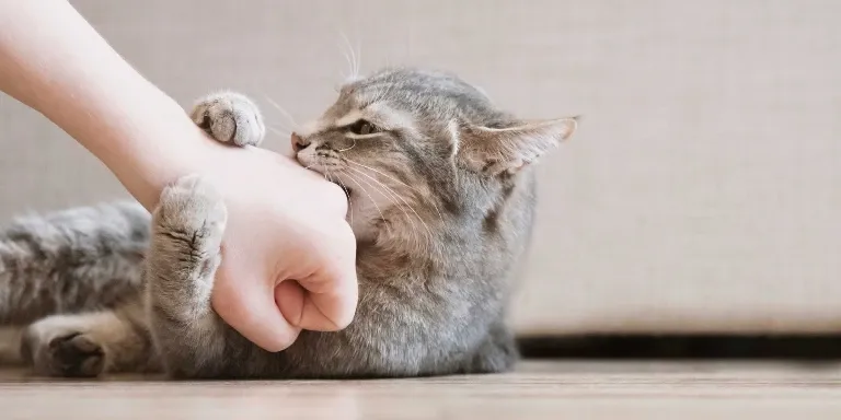 A cat is petting a person's hand on the floor.