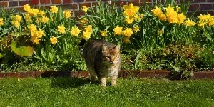 cat by flowerbed