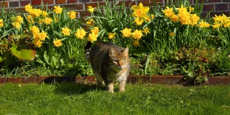 cat by flowerbed