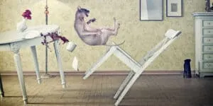 cat causing distruction