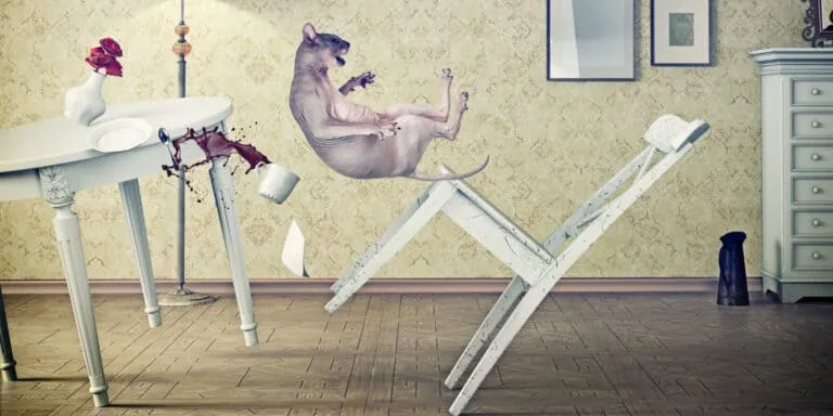 cat causing distruction