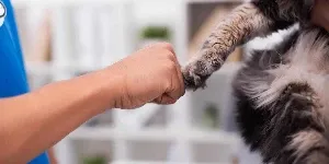 cat fist bump