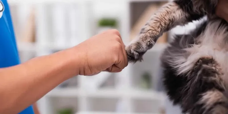 cat fist bump
