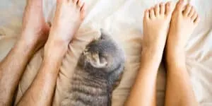 cat foot of bed