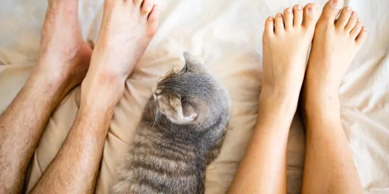 cat foot of bed
