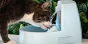 cat fountain