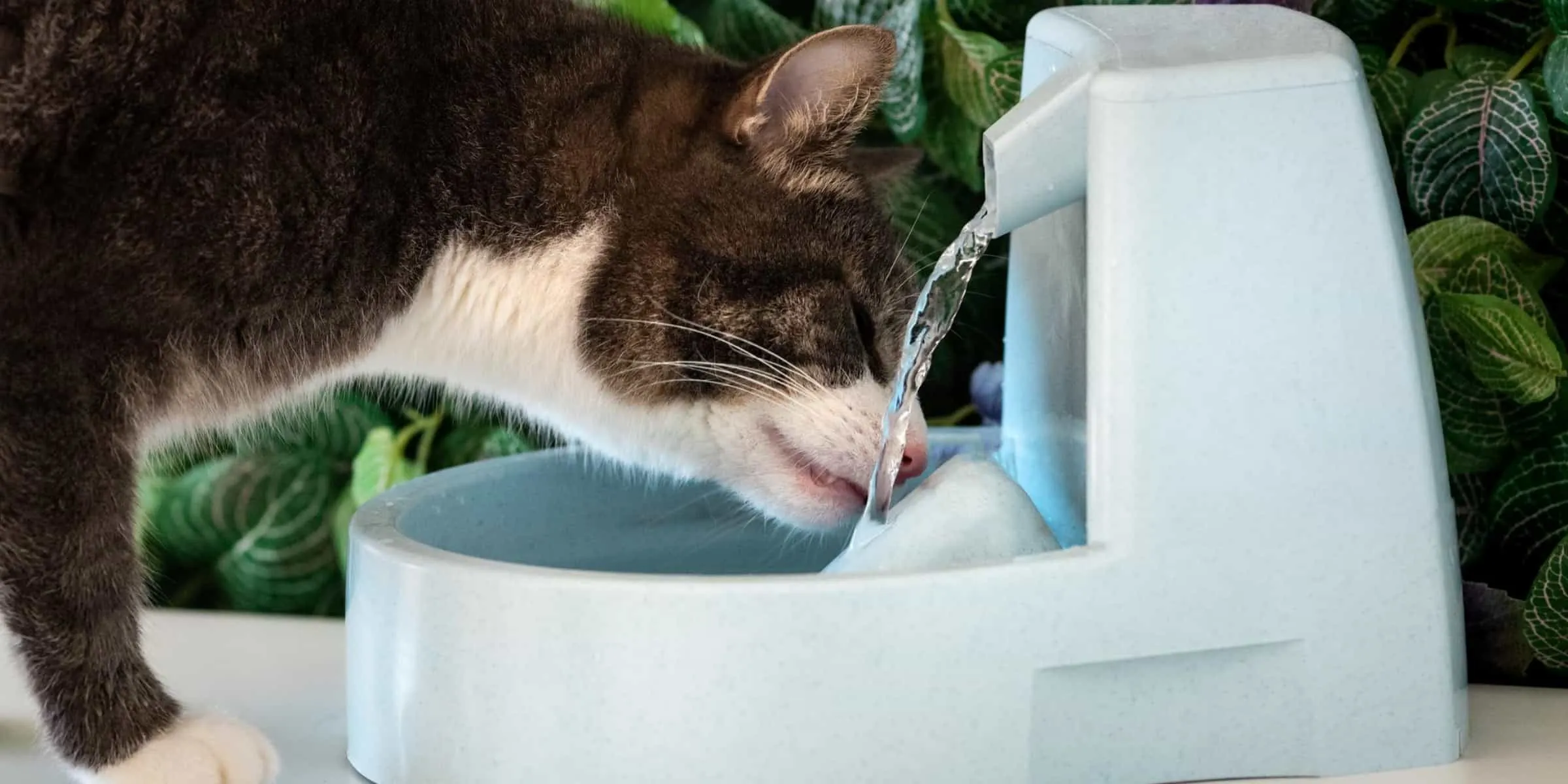cat fountain