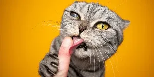 cat licking finger