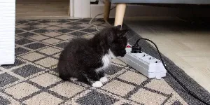 cat looking at cord