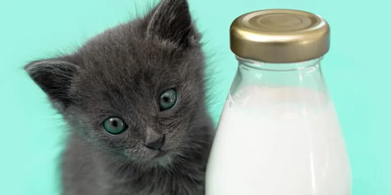 cat milk