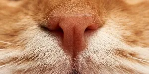 cat nose