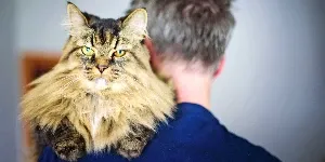cat on mans shoulder