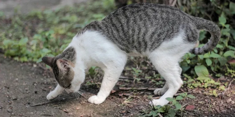 cat preparing to poo