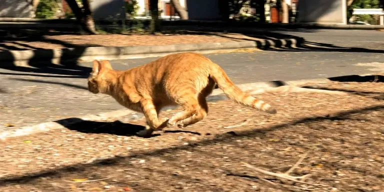 cat running away