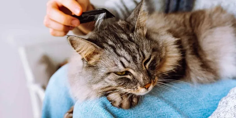 cat shedding fur