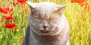 cat sneezing
