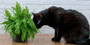 cat sniffing Boston Fern