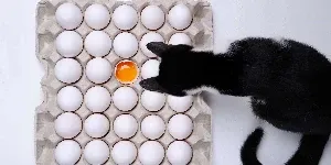 cat sniffing eggs