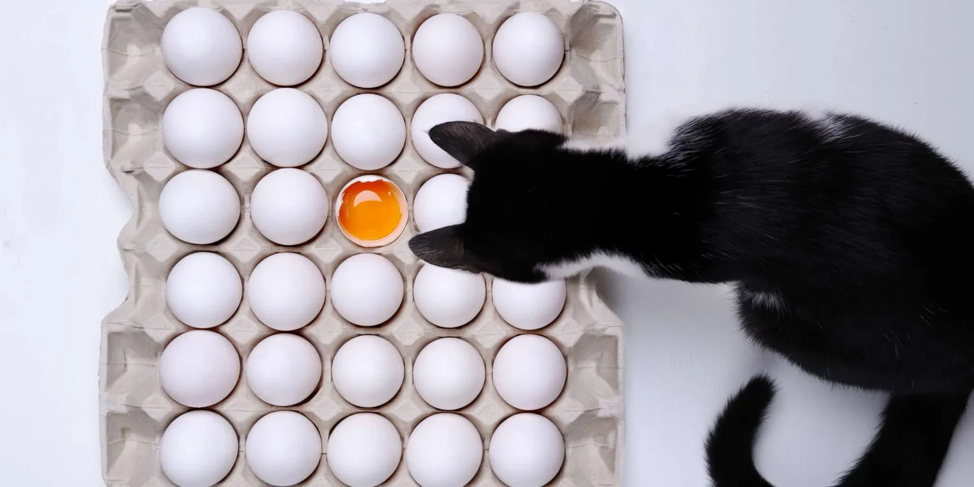 cat sniffing eggs