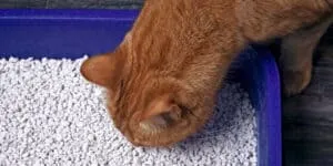 cat sniffing litter tray