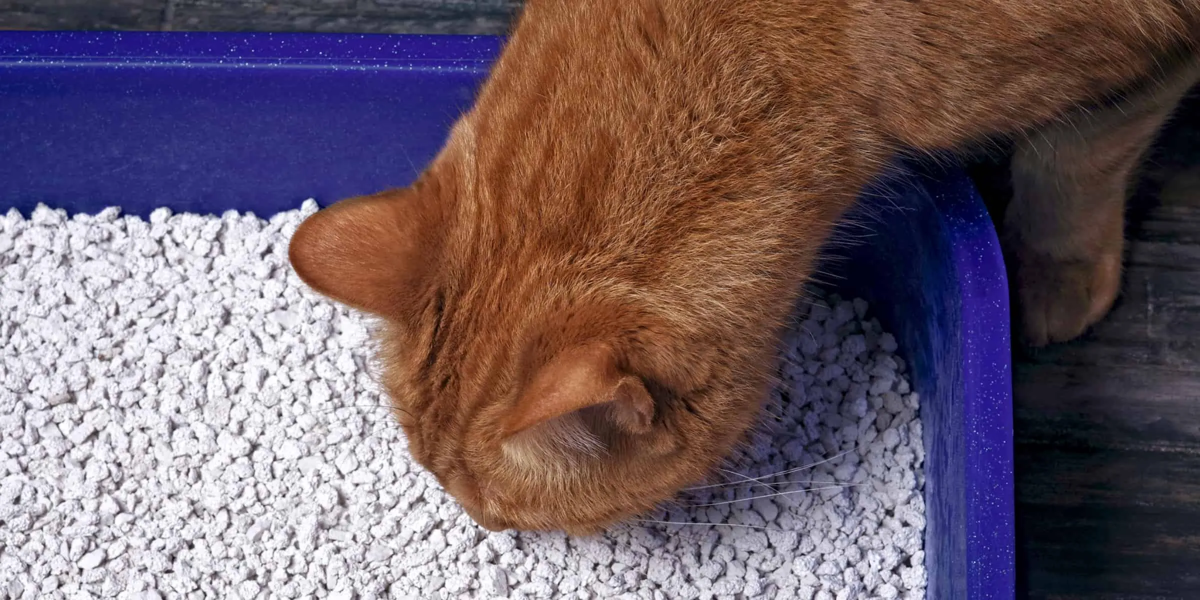 cat sniffing litter tray
