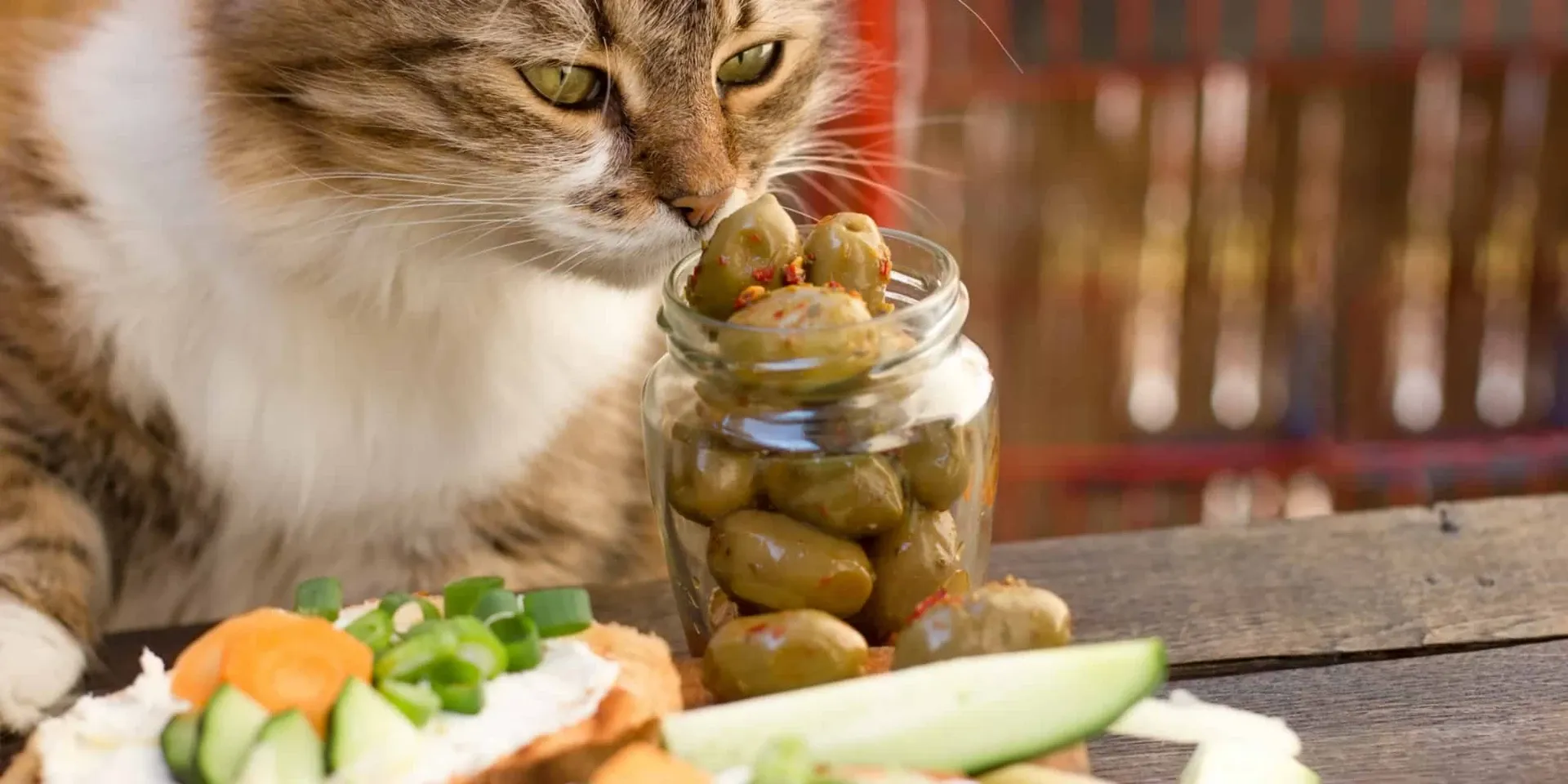 cat sniffing olive