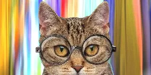 cat with glasses