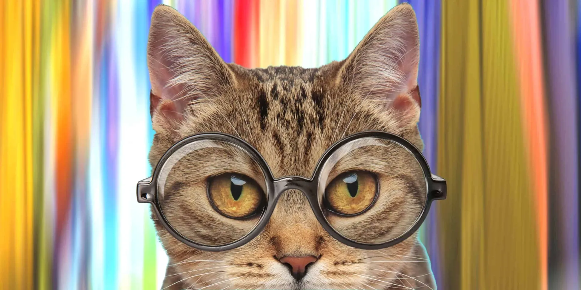 cat with glasses